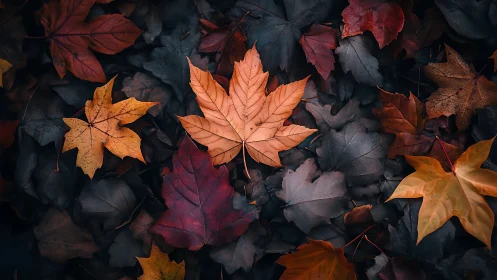 Gentle spotlight on a single amber leaf in quiet autumn.