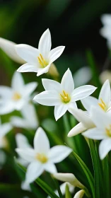 White Starflower Cluster with Golden Centers.