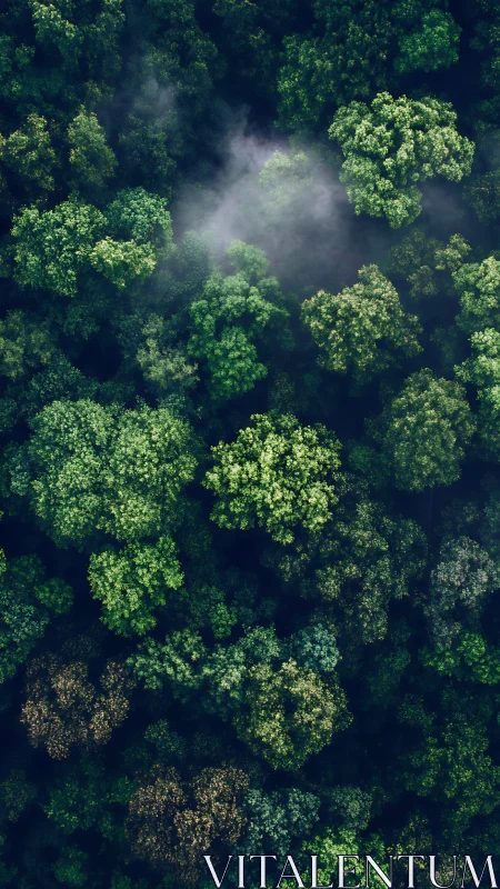 Aerial Forest Canopy with Mist and Compositional Depth.