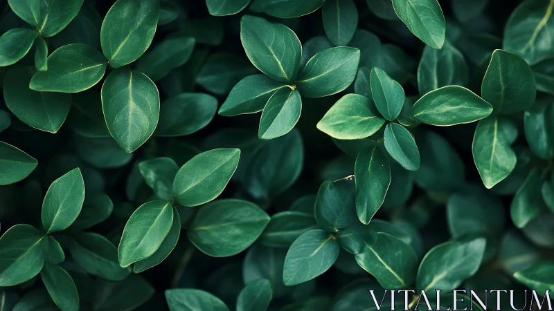 Dense green foliage forms a serene natural background pattern