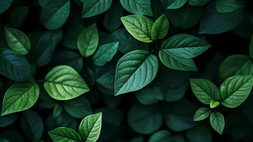 Overhead close-up of layered green foliage on dark background.