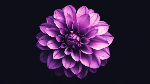 Purple Dahlia Bloom: Layered Petal Geometry in High Contrast Light.