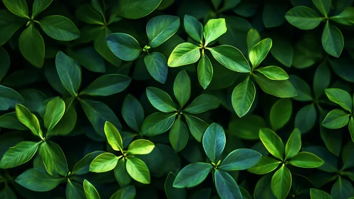 Lush green leaves create a soothing, gently glowing pattern