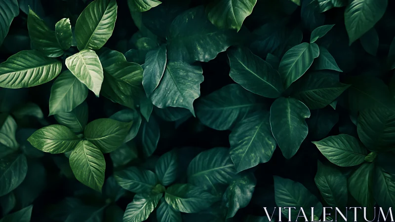 Lush green leaves create a calm, welcoming forest embrace