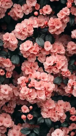 Coral Roses in Full Bloom. A garden of soft beauty.