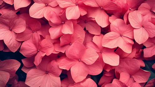 Hydrangea Inflorescence: Dense Pink Petal Composite Study.