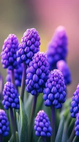 Vibrant purple grape hyacinths in sharp macro focus with soft bokeh background.
