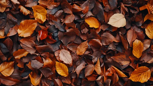 Multilayered deciduous leaf carpet in high chromatic contrast.