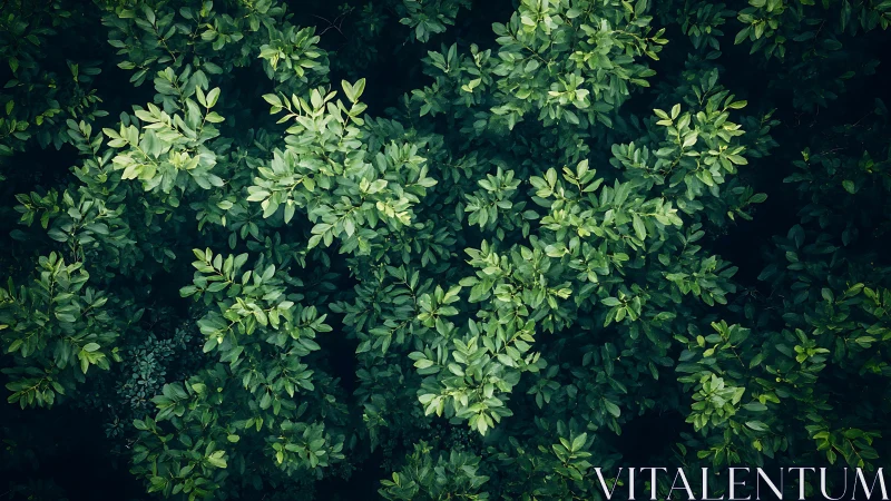 Dense forest canopy captured from overhead with uniform foliage