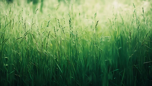 Backlit green meadow grasses with shallow depth of field.