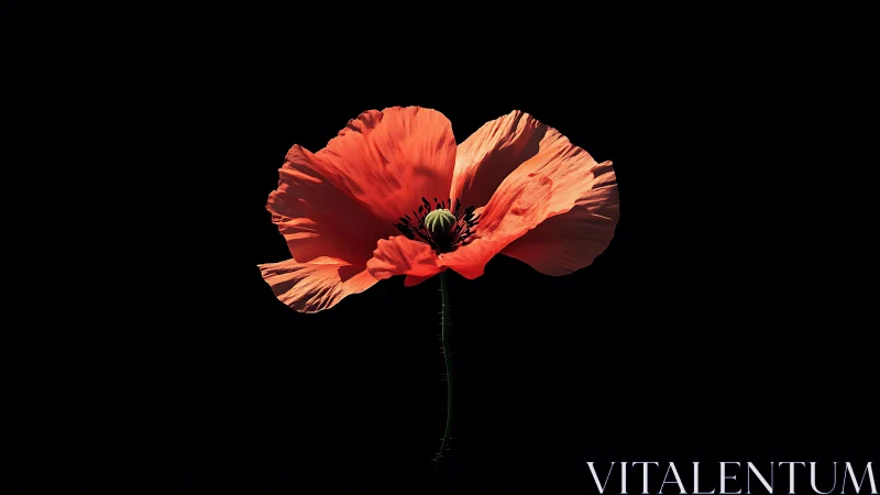 Glowing Red Poppy Bloom Against Deep Black