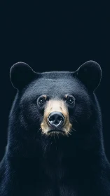 Front-facing black bear portrait on deep black seamless backdrop
