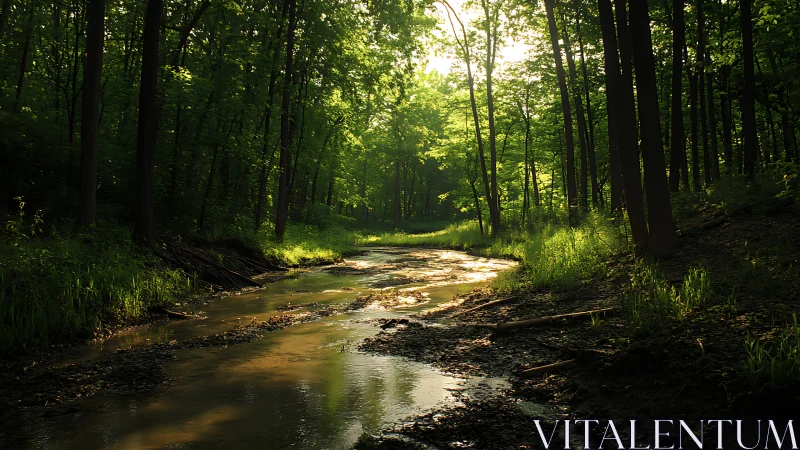 Sunlit Stream Through the Quiet Forest.