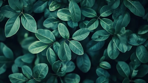 Dense green foliage with overlapping elliptical leaves pattern.