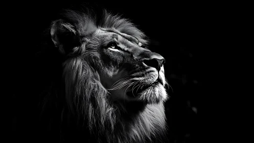 Majestic lion in dramatic monochrome side lighting.
