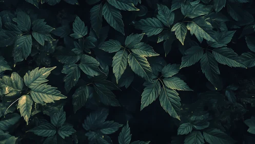 Midnight forest leaves quietly choreograph pools of shadow