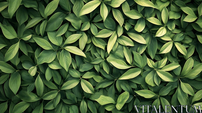 Dense overlapping foliage forms uniform, high-frequency green texture