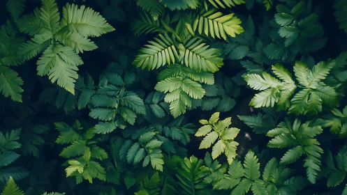 Fern leaves form dense overlapping canopy in soft light