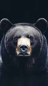 Black bear portrait stands out against deep dark background.