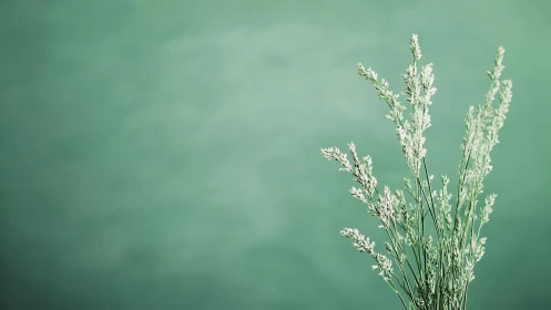Delicate Botanical Study Against Muted Teal.