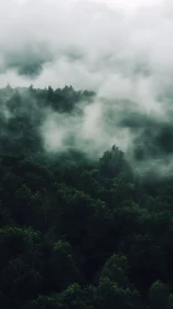 Misty forest landscape shrouded in rolling clouds and mist