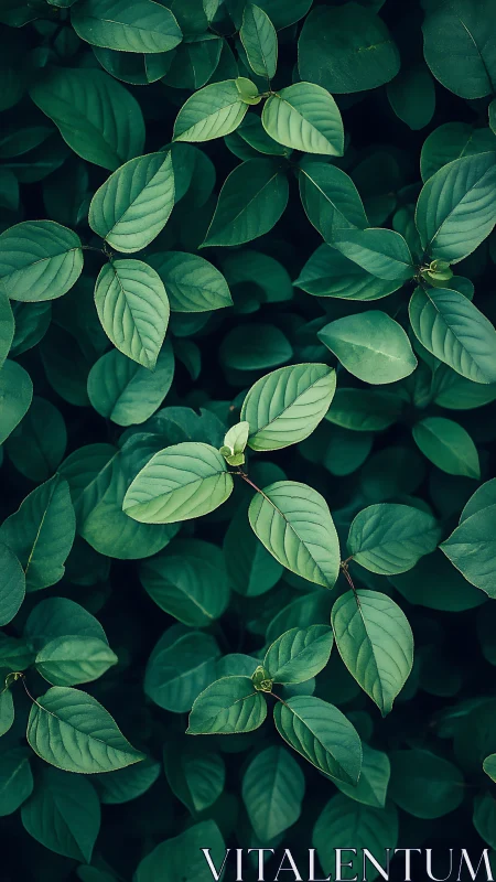 Dense green foliage with layered oval leaves pattern.