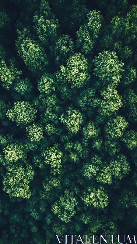 Aerial forest canopy with differentiated tree clustering patterns.