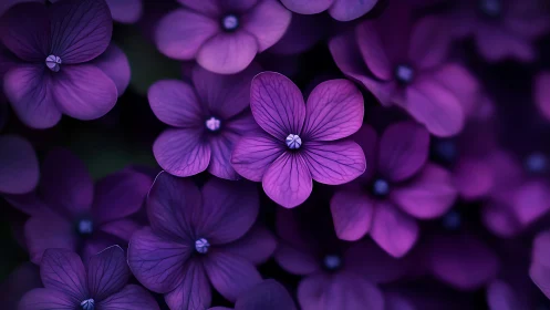 Purple flowers with petals in soft focus arrangement.