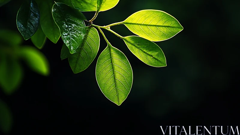 Sunlit green leaves against dark background, nature macro photography.