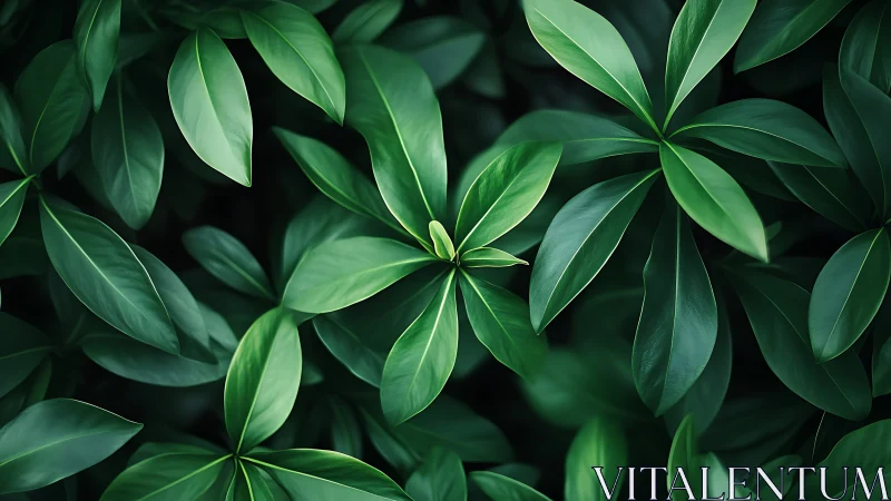 Lush Green Leaves Close-Up With Natural Light, Botanical Style.
