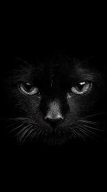 Black Cat's Penetrating Gaze Cuts Through Midnight Darkness