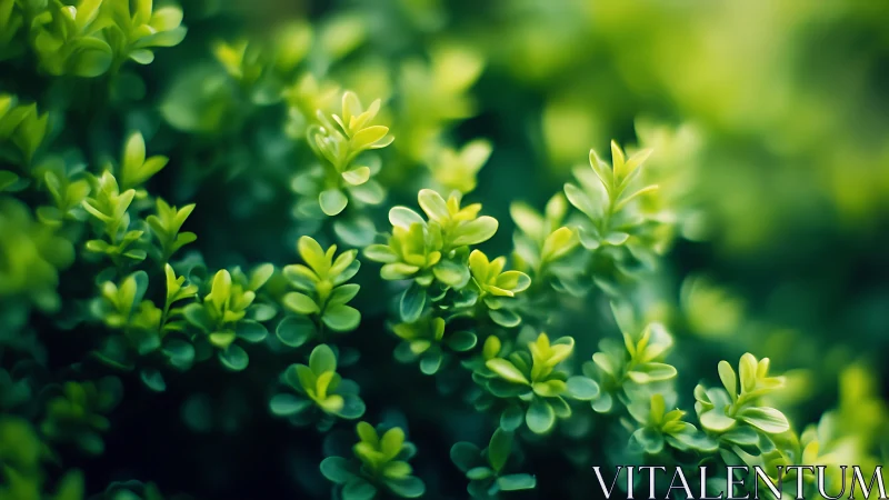 Lush green foliage glows softly in a tranquil close‑up view