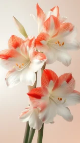 Coral and Cream Amaryllis Blooms Against Soft Light.