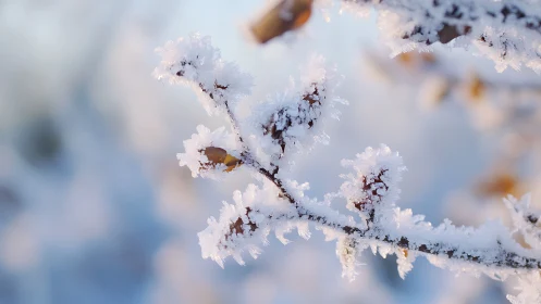 Close-up of frost-covered tree branch in soft daylight.