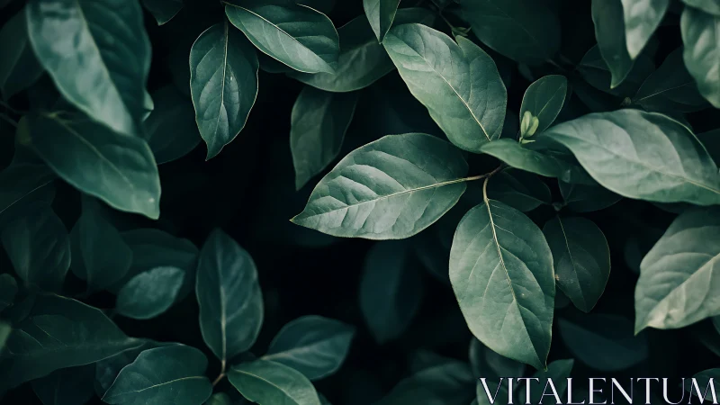 Calm green leaves resting softly in quiet evening shade.