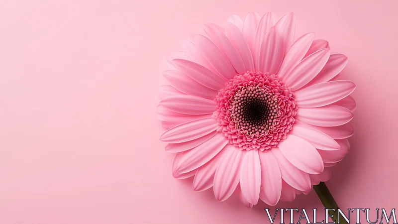 Pink Gerbera Daisy with Textured Petals Against Monochromatic Background.