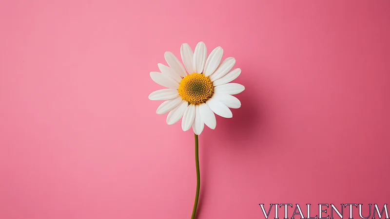 White daisy with yellow center positioned against vibrant pink background.