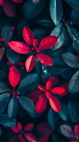 Contrasting red and teal foliage is captured in close view