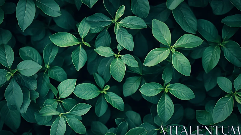 Lush green foliage in overhead macro botanical composition.