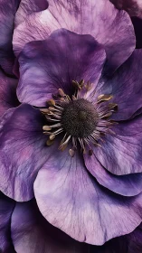 Purple Anemone Blooms Reveal Velvet Petals & Mysterious Black Stamens