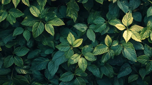 Dense foliage layer displays overlapping green leaf structures