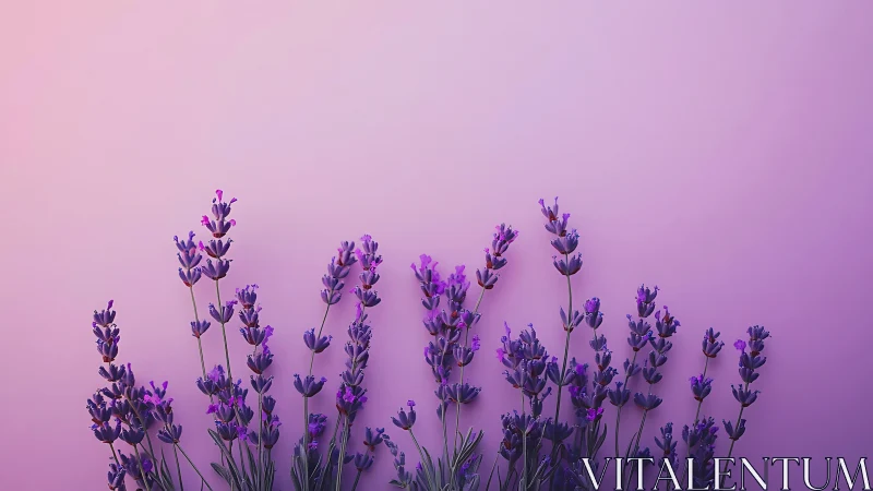 Purple Lavender Flowers Against Gradient Pink Background