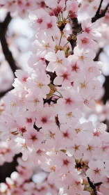 Cherry Blossom Cascade Against Dark Branch Architecture.