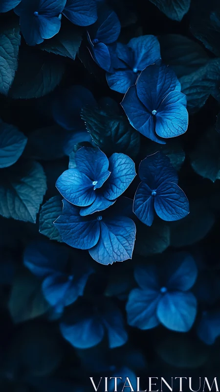 Midnight Hydrangeas: Four-Petaled Dreams in Electric Blue.