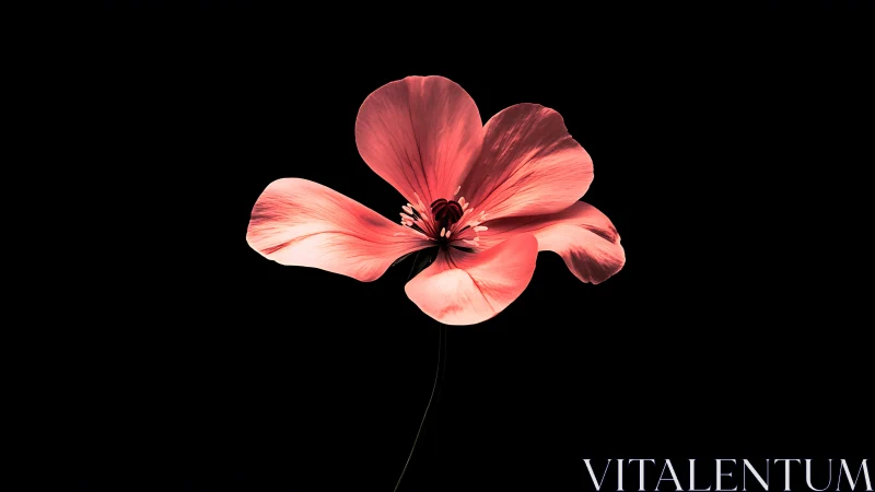 Delicate Poppy Bloom Glowing Against Darkness