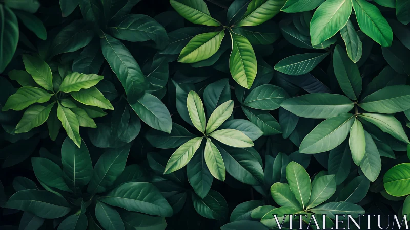 Emerald canopy of layered leaves in lush botanical quiet.