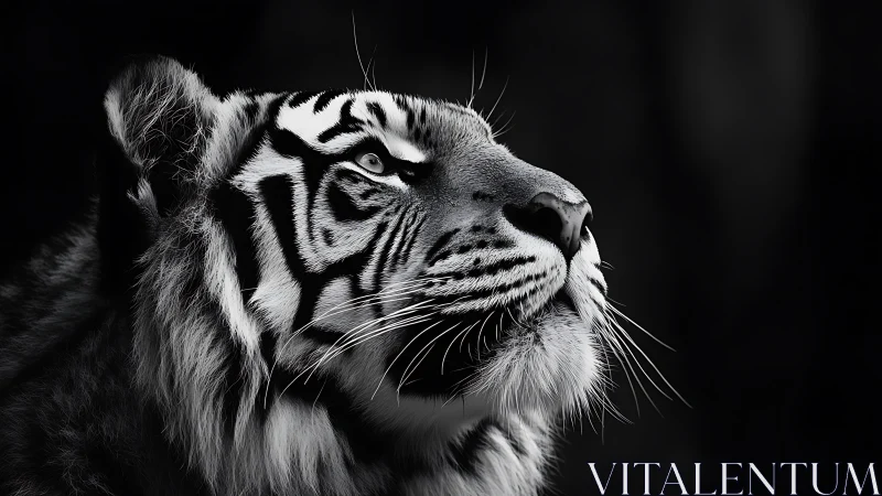 Quiet strength in monochrome: a tiger’s thoughtful gaze.