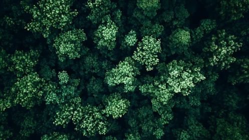 Dense forest canopy viewed from above with verdant tree clusters.