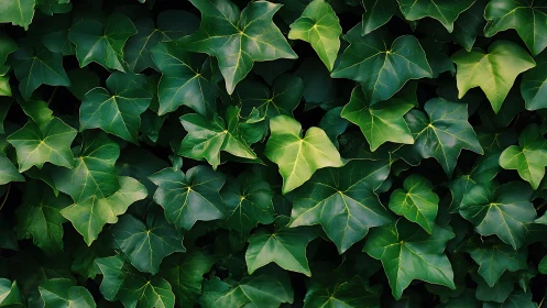 Dense ivy foliage fills frame with overlapping green leaves