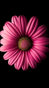 Pink Gerbera Daisy in Stunning Bloom.